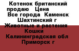 Котенок британский продаю › Цена ­ 3 000 - Все города, Каменск-Шахтинский г. Животные и растения » Кошки   . Калининградская обл.,Приморск г.